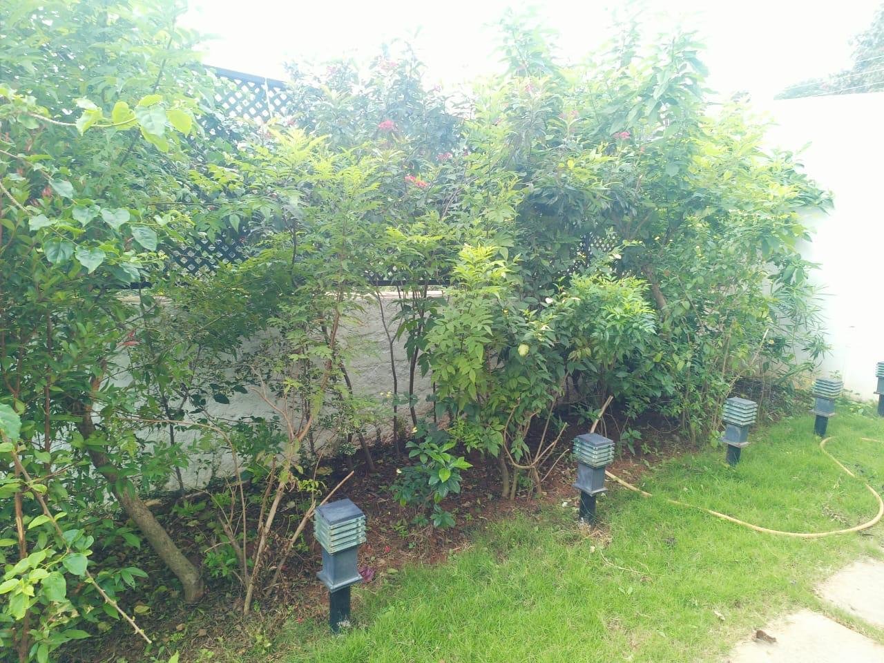 Garden greenery